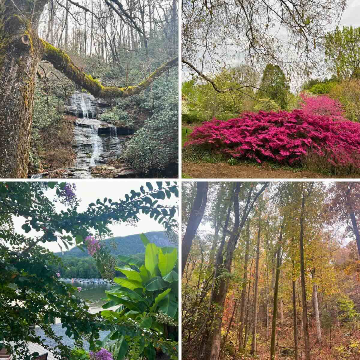 Four photo collage with pictures of Rumbling Bald, Lake Lure, and Western North Carolina in winter, spring, summer, and fall.